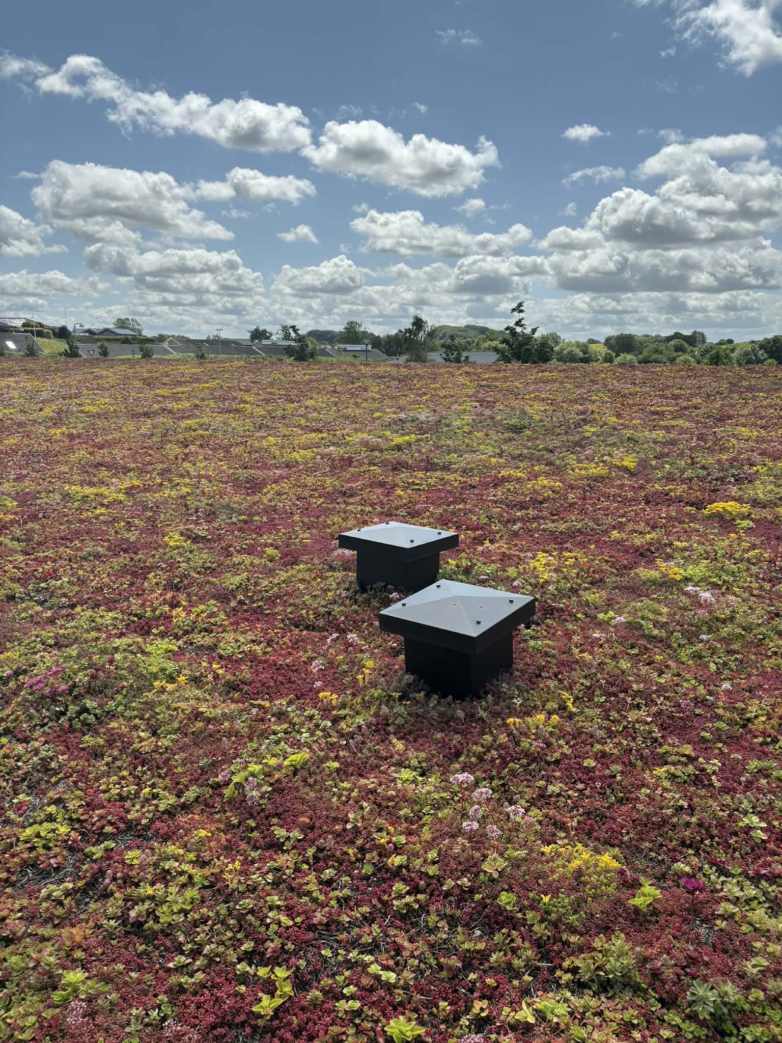 3000 m2 Tagdækning m. sedum i Aabenraa